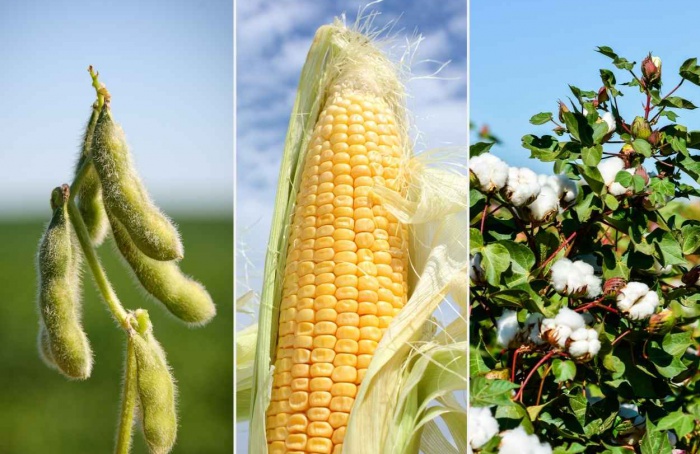 Mercado agrícola tem semana de oscilações em Mato Grosso