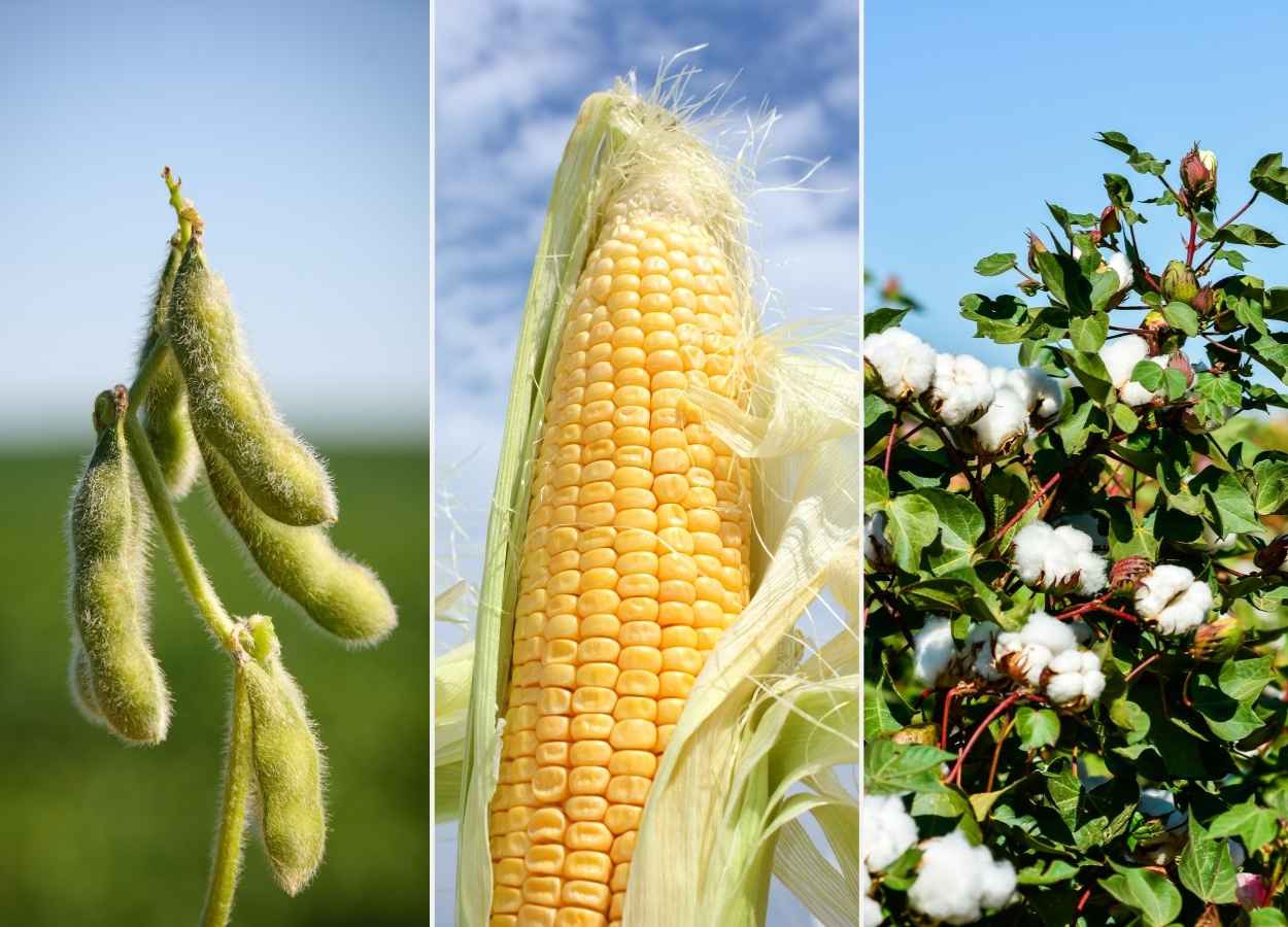 Mercado agrícola tem semana de oscilações em Mato Grosso