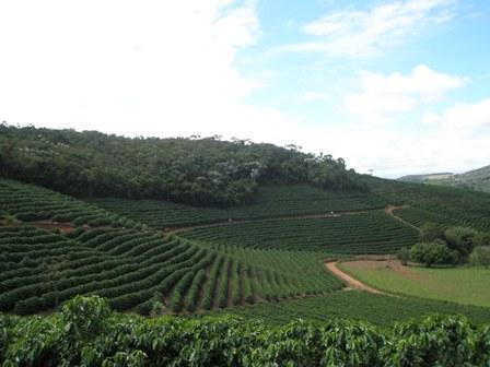 Avanço do dólar e retração vendedora mantêm alta do café arábica