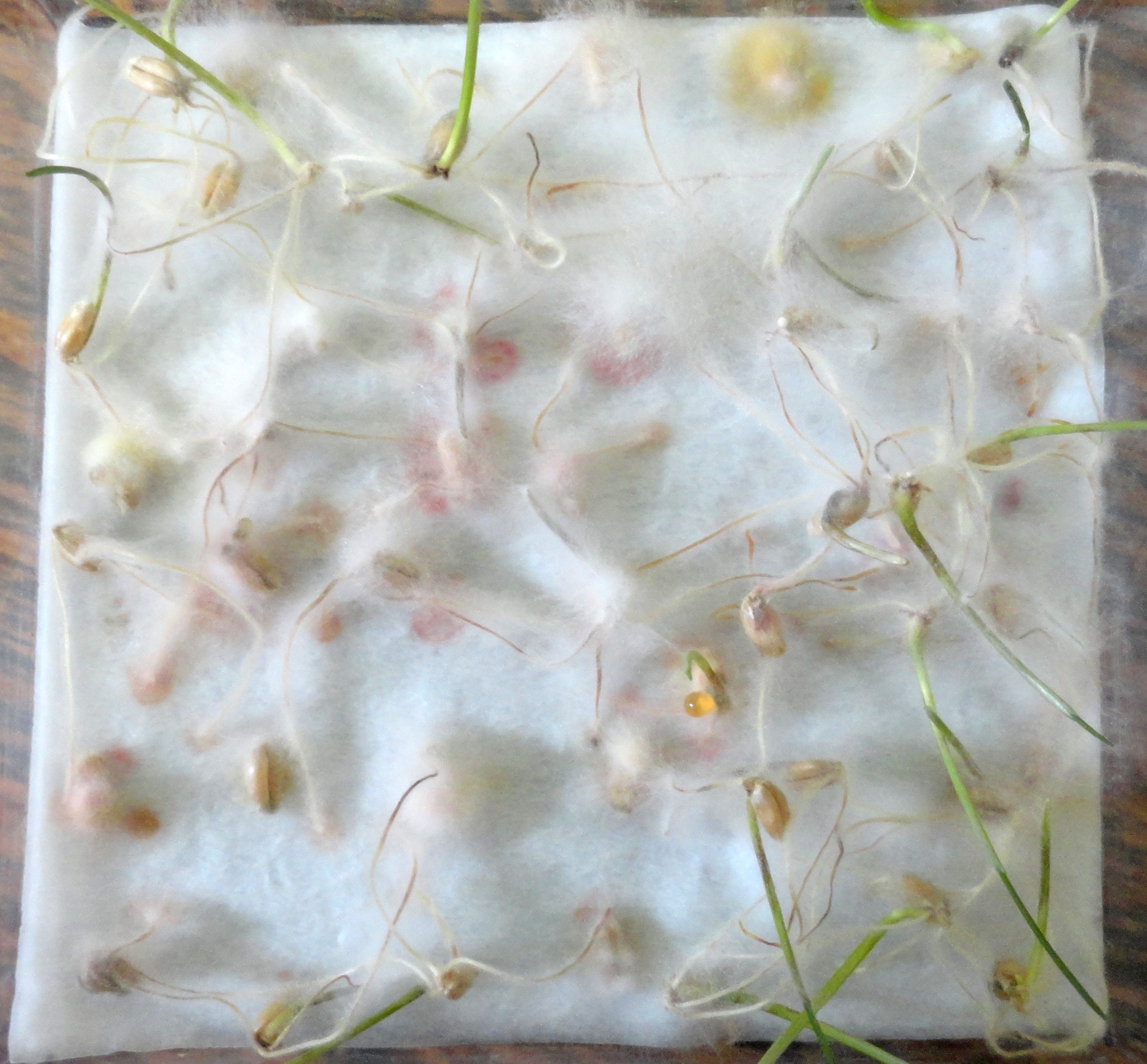 Figura 2: Amostra de lote de trigo, proveniente da safra agrícola 2014, plaqueada em papel germitest e com alta incidência de Fusarium graminearum. CCGL TEC, 2015. Fonte: Caroline Wesp Guterres (CCGL).