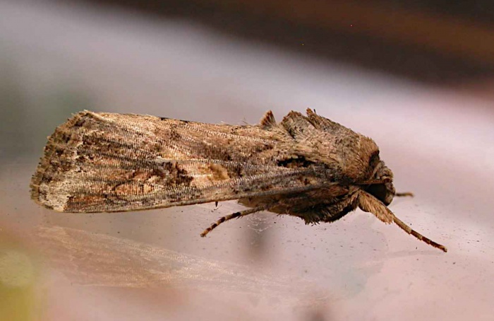 Lagarta-do-cartucho resiste ao calor após gerações expostas