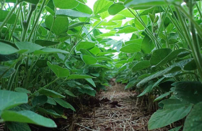 Desenvolvimento da soja no Rio Grande do Sul é favorecido pelo clima