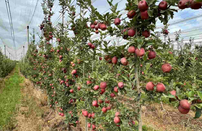 RS discute revisão de norma sobre cancro-europeu da macieira