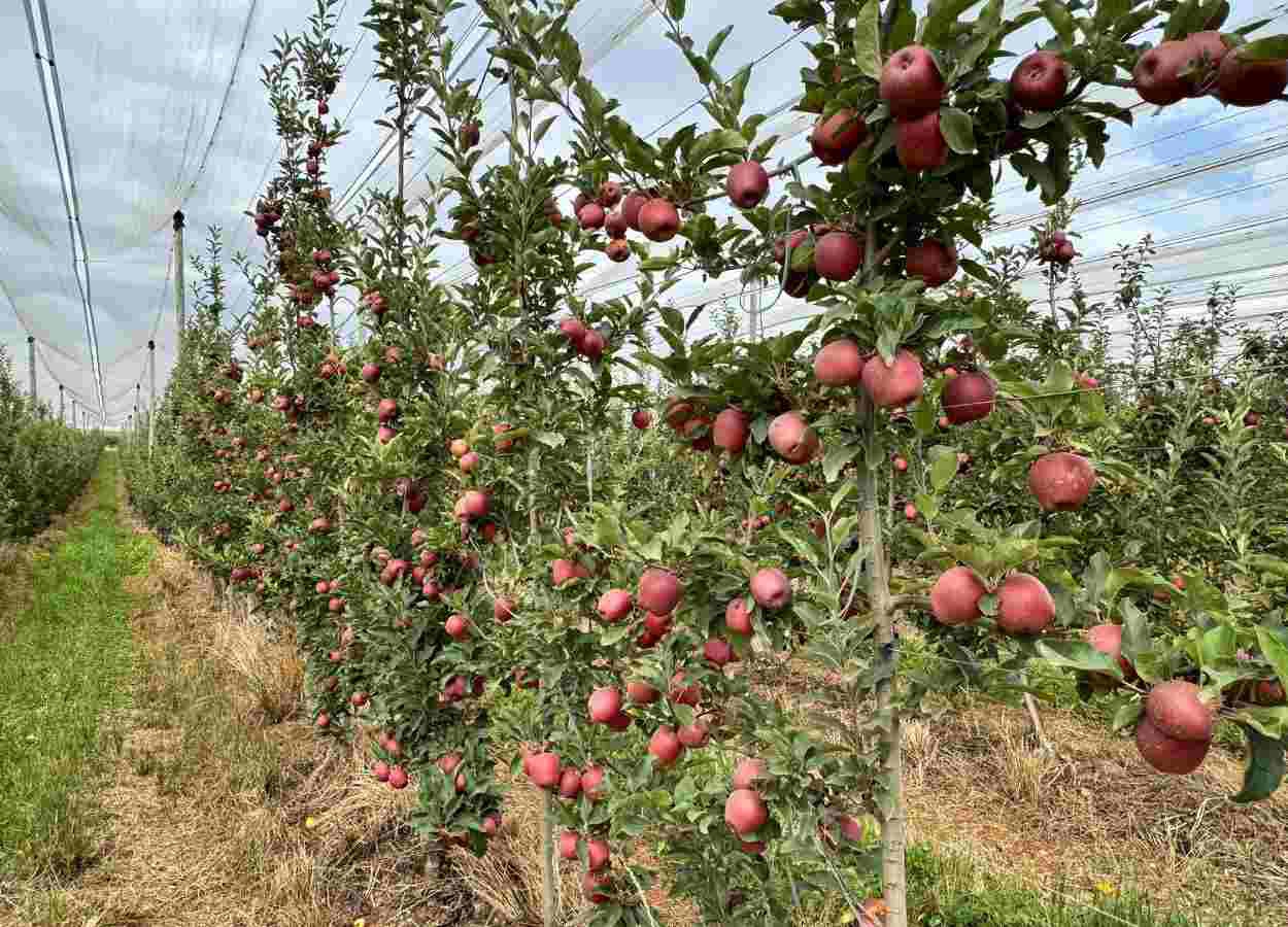 RS discute revisão de norma sobre cancro-europeu da macieira
