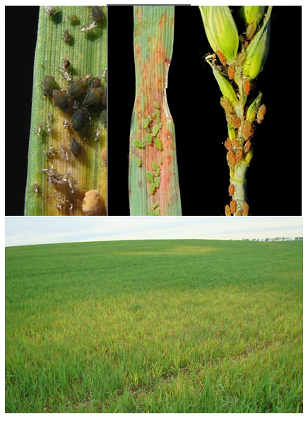 Controle De Pragas Iniciais Em Trigo Revista Cultivar