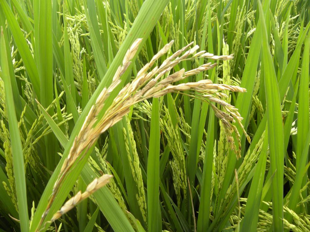 Produtores brasileiros trocam arroz por soja e milho