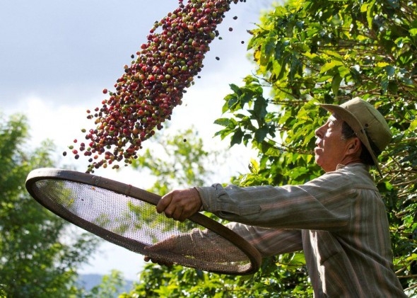 Safra 2015 de café deve ficar em 44,28 milhões de sacas