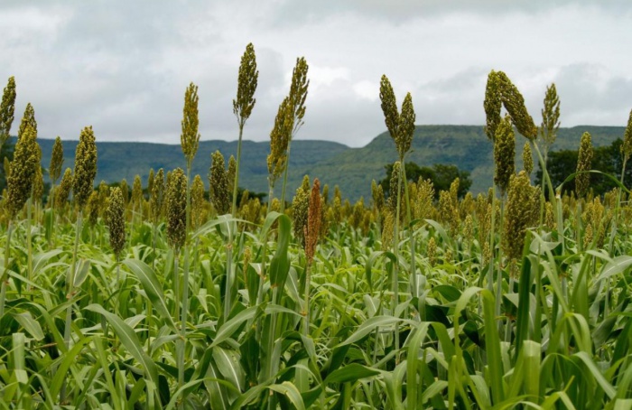 Goiás mantém liderança nacional na produção de sorgo