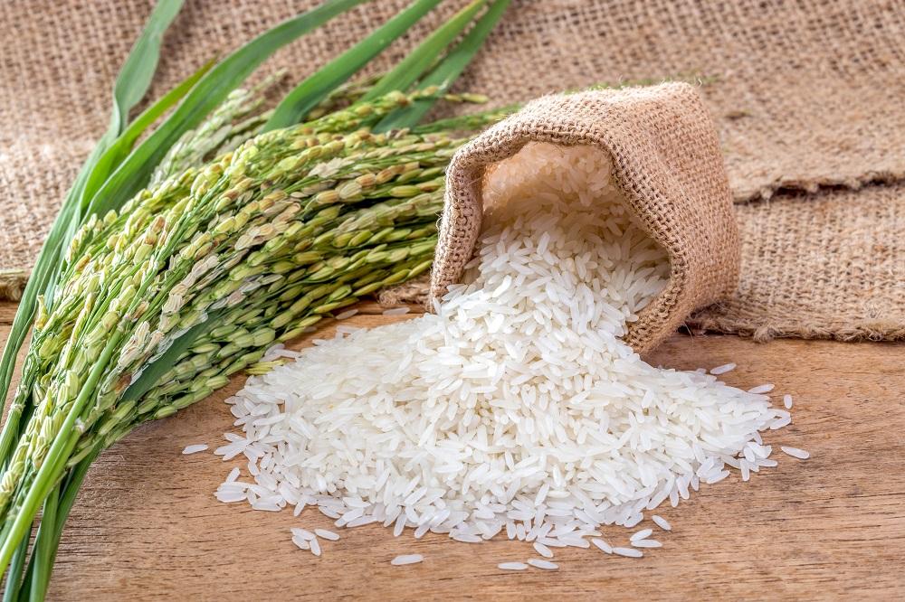 Importância do manejo correto e influência no preço do arroz