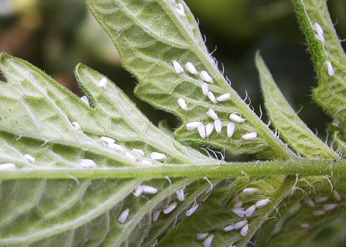 Cientistas combinam veneno de aranha e proteína de vírus para atingir mosca-branca