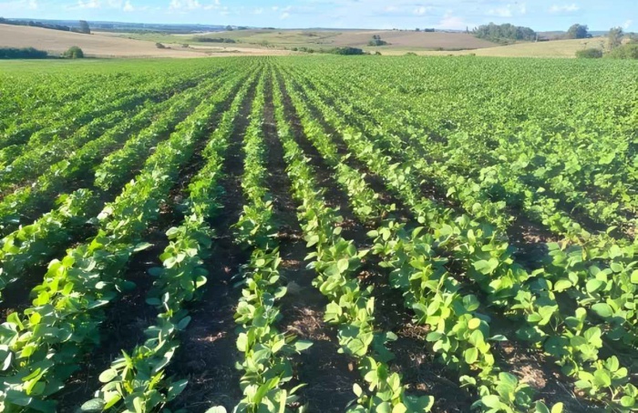 RS Safra 2025/26: chuvas recorrentes favorecem lavouras de soja