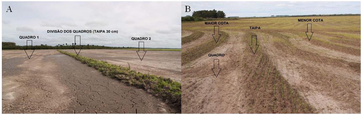Figura 1 – Exemplo de uma lavoura de arroz irrigado com nivelamento da superfície do solo em nível (A) e com nivelamento da superfície do solo em desnível (B). Fonte: Pietro Araldi