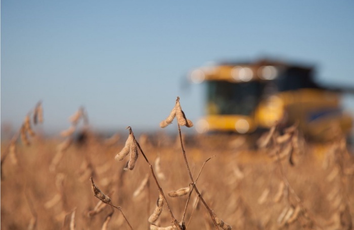 Soja tem 82,1% da área colhida no Brasil