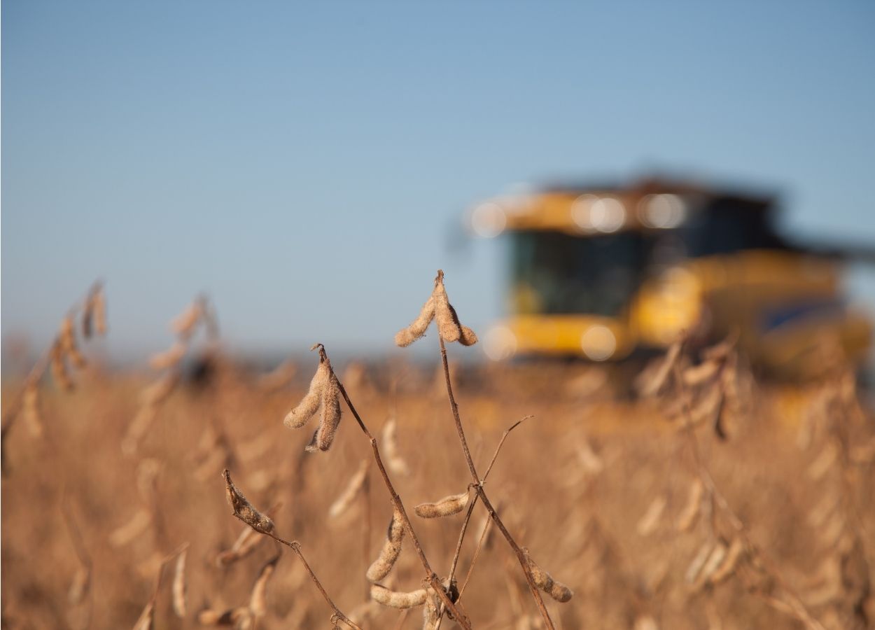 Soja tem 82,1% da área colhida no Brasil