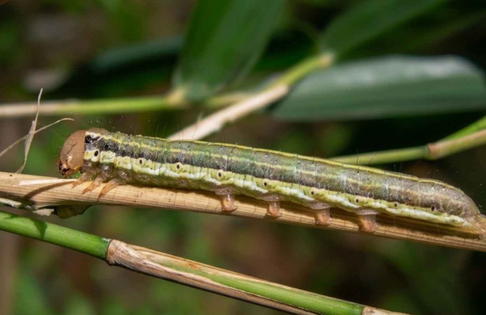 Lagarta oriental ameaça milho e trigo no Brasil