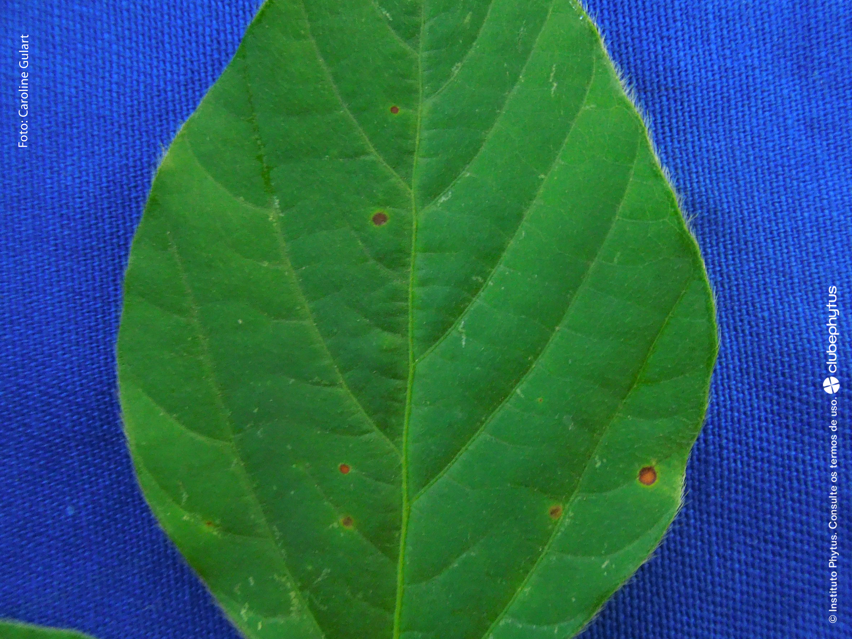 Corynespora cassicola em soja - mancha alvo.