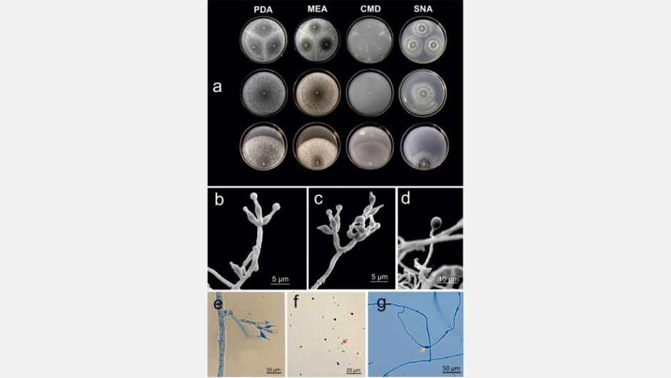 Fotos: ScienceDirect