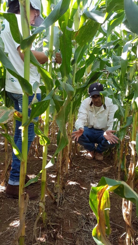 Áreas de milho e soja seguem praticamente inalteradas em Mato Grosso