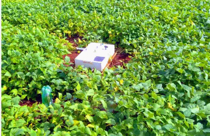 Fixação biológica reduz 50% do N2O em feijão no Cerrado