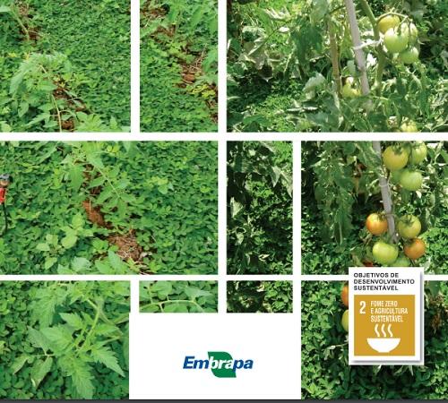 Publicação da Embrapa destaca vantagens no uso de coberturas vivas em tomate