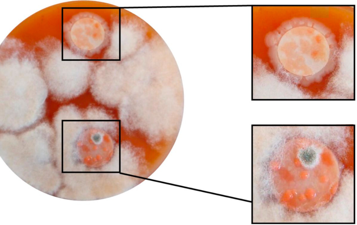 Papéis de filtro verticais foram tratados com extrato de formiga lavado, enquanto os papéis de filtro horizontais crescidos foram controles Milli-Q. O lado direito de mostra uma imagem ampliada das zonas de inibição ao redor dos papéis de filtro e do crescimento microbiano no papel