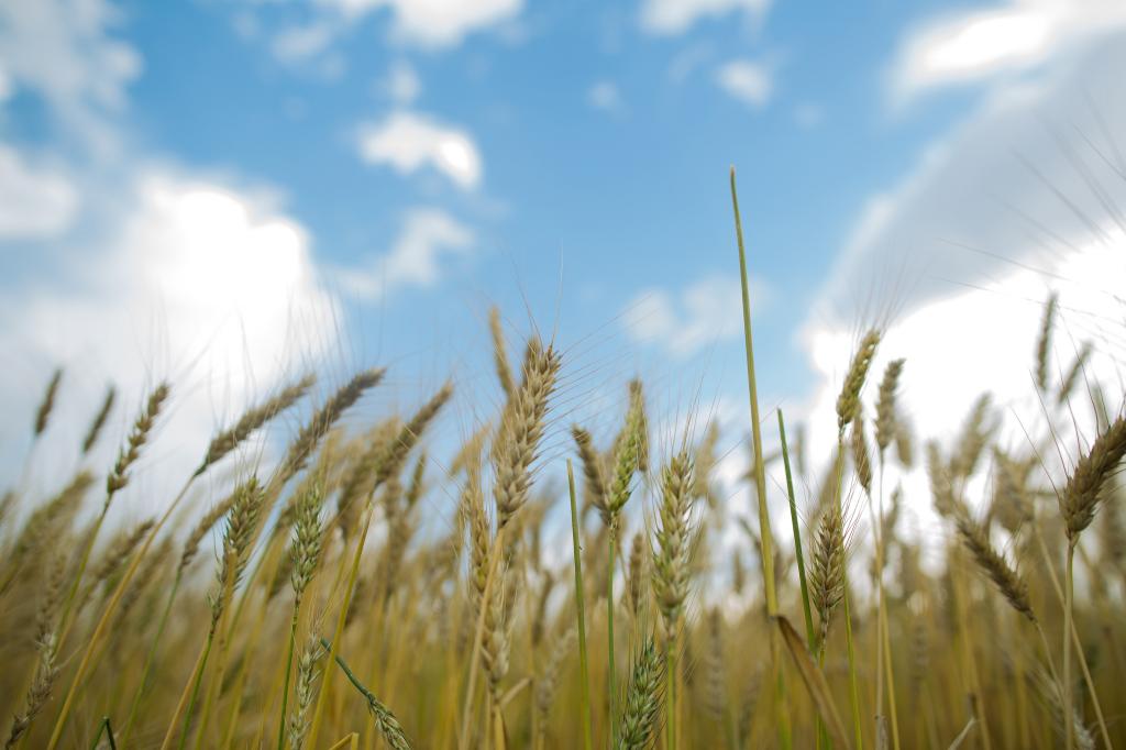 Cotações do trigo fecham agosto em alta