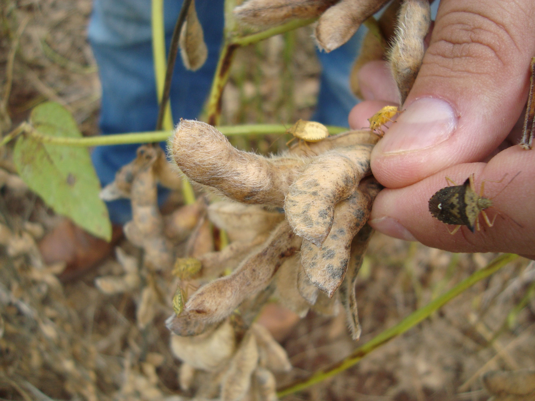 Na cultura da soja, o percevejo-marrom Euschistus heros apresenta ampla distribuição nas lavouras da região do Cerrado.