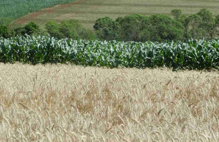 Clima pode favorecer rendimentos no trigo