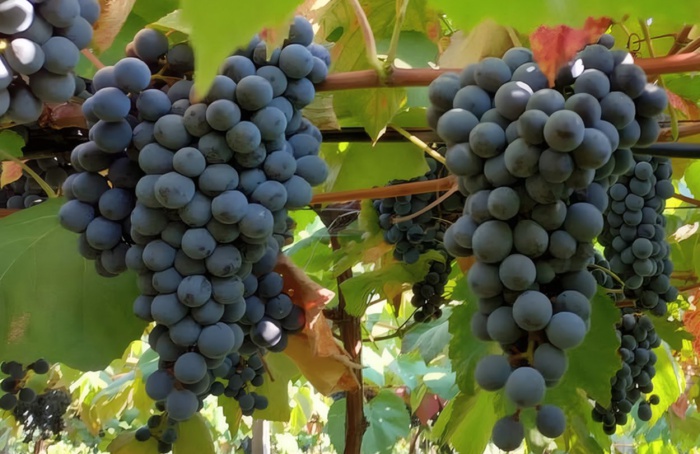 Novo combo de uvas tintureiras é lançado pela Embrapa