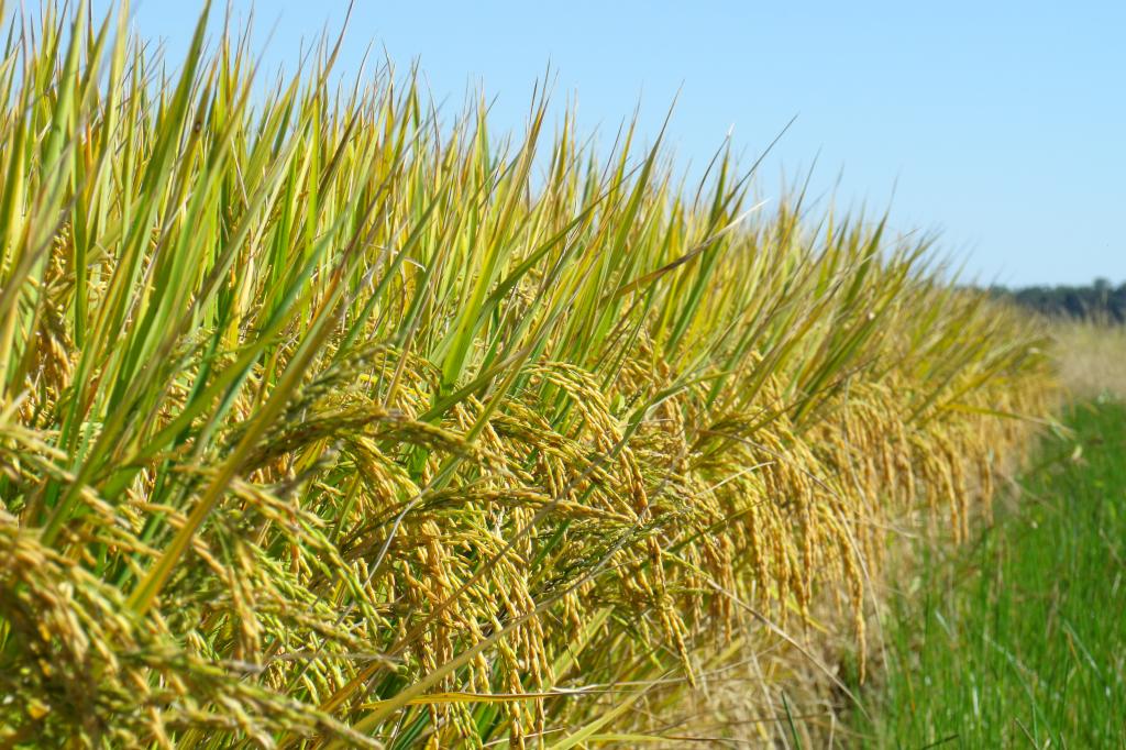 Embrapa Clima Temperado receberá 29ª Abertura Oficial da Colheita do Arroz