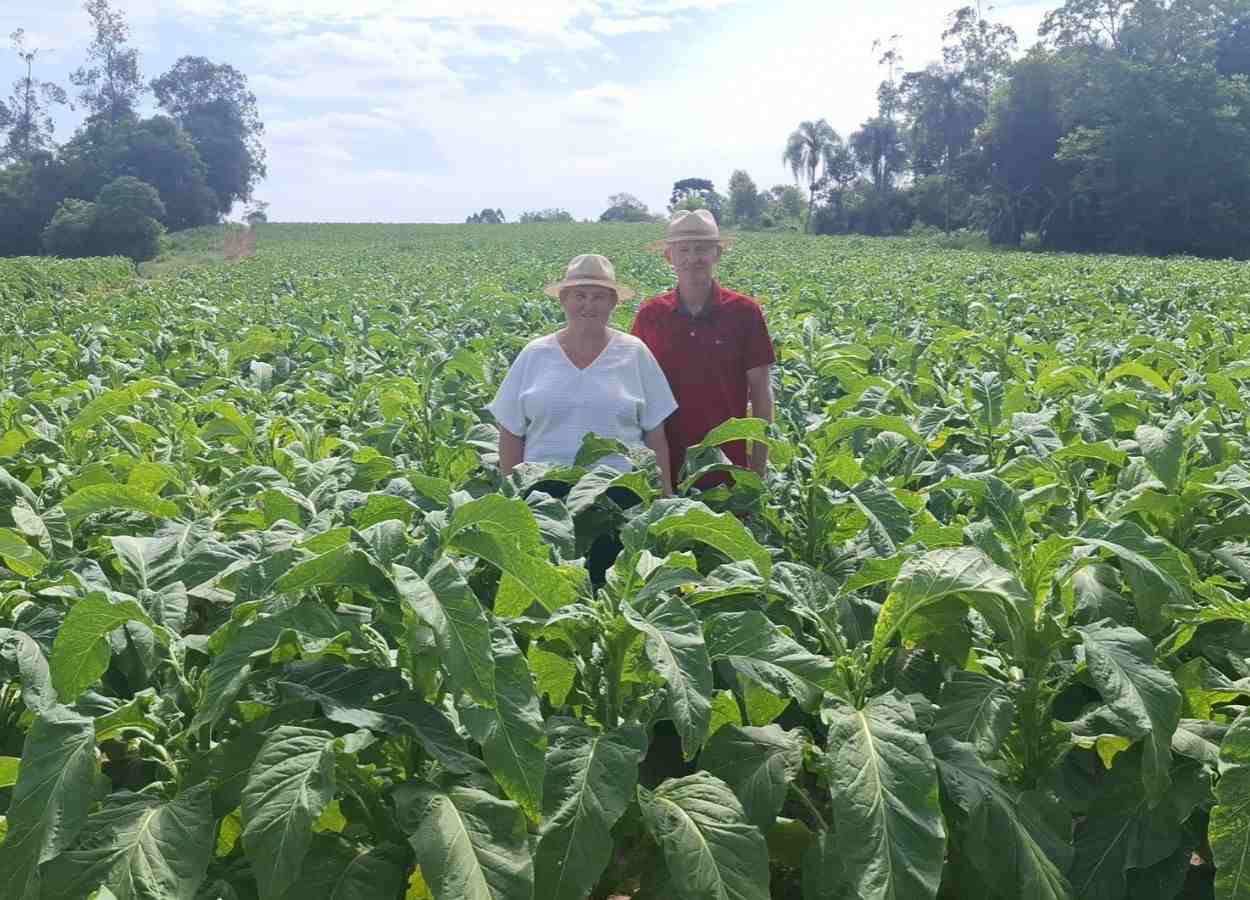 Cerimônia de Abertura da Colheita do Tabaco será dia 6 de novembro