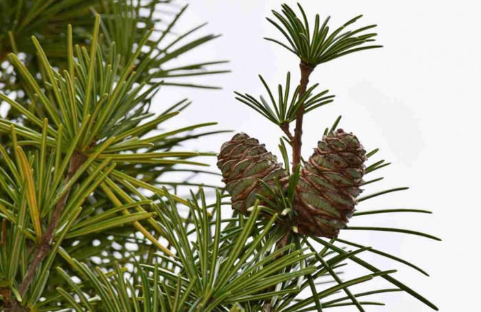 Cientistas identificam genes-chave da evolução das sementes