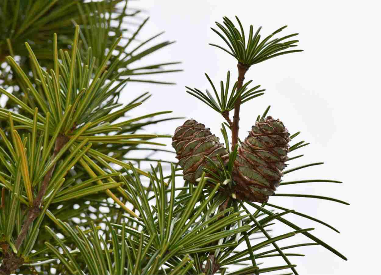 Cientistas identificam genes-chave da evolução das sementes