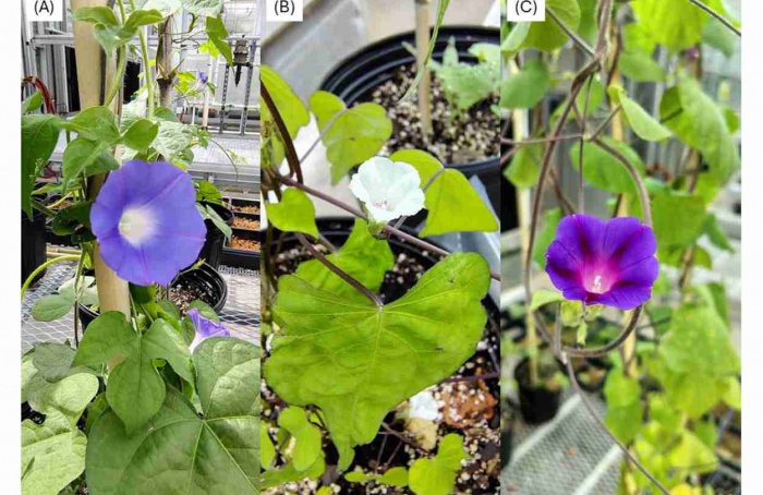 Dormência de sementes mantém cordas-de-viola como problema crônico