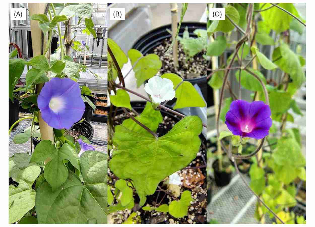 Dormência de sementes mantém cordas-de-viola como problema crônico
