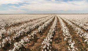 Nutrição foliar complementar melhora desenvolvimento do algodoeiro