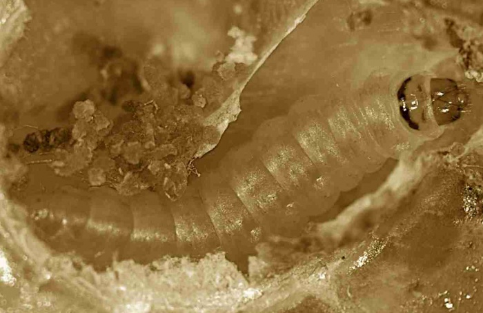 Proteína da traça-do-tomateiro reduz defesa oxidativa do tomateiro
