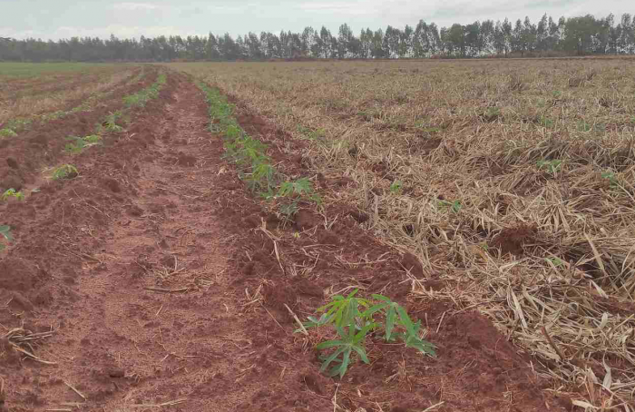 IDR-Paraná discutirá manejo de solos compactados no Show Rural