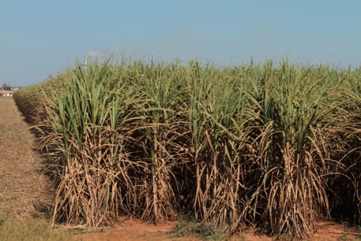 Desenvolvimento do setor sucroenergético de MS esbarra no custo logístico