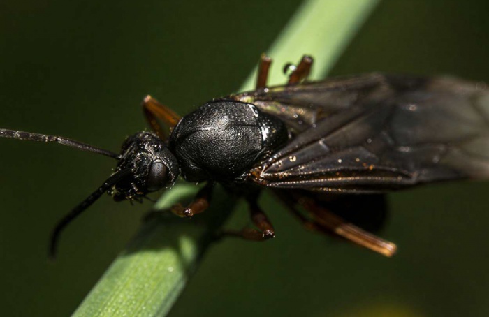 Vírus e veneno de parasitoide alteram artrópodes