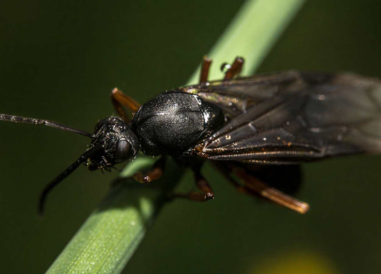 Ensaio de campo liga componentes de Cotesia glomerata à colonização de herbívoros e parasitoides