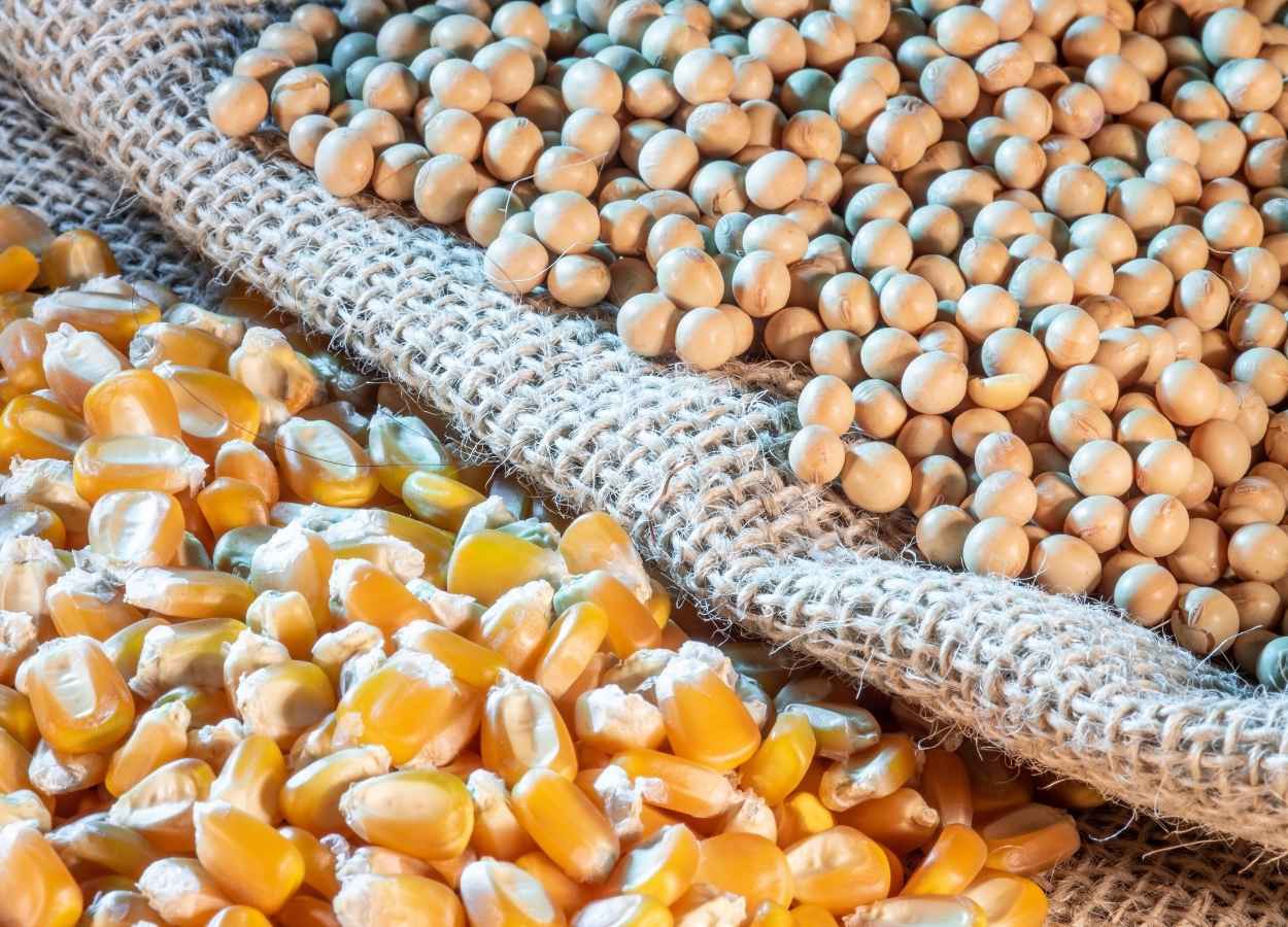 Soja avança em MT e milho chega a 99% da colheita
