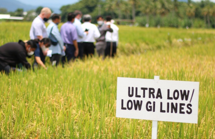 Cientistas descobrem genes para arroz com baixo índice glicêmico e alto teor de proteínas