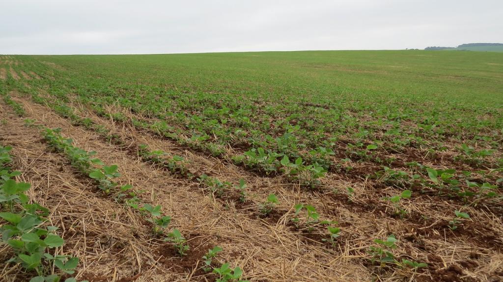 Soja entra em floração no RS