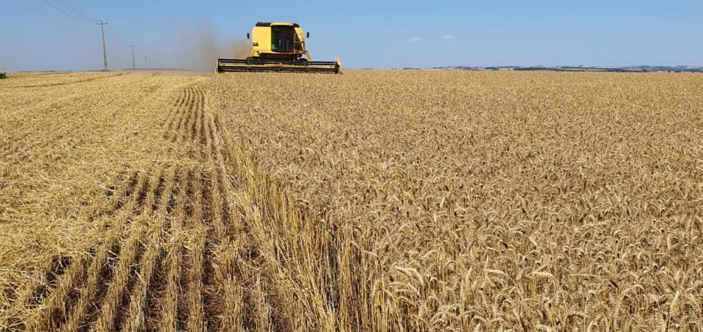 Cooperativa aposta na qualidade do trigo gaúcho para ampliar mercados