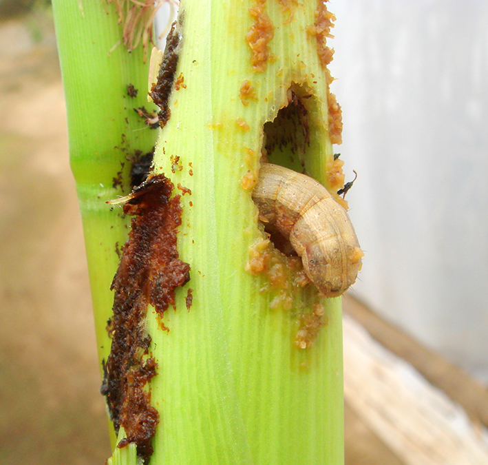 Spodoptera frugiperda é a principal praga em milho no Brasil