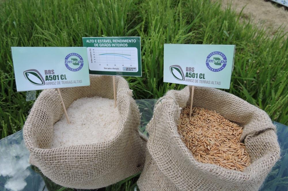 Lançada a primeira cultivar de arroz de terras altas resistente a herbicida