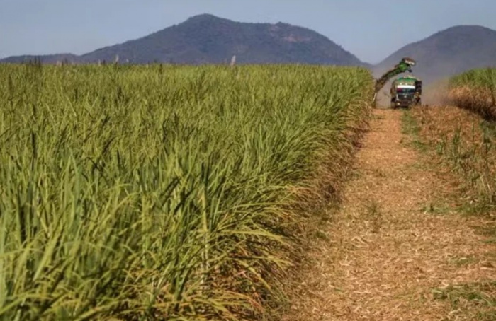 Moagem de cana recua 8,5% no Norte e Nordeste
