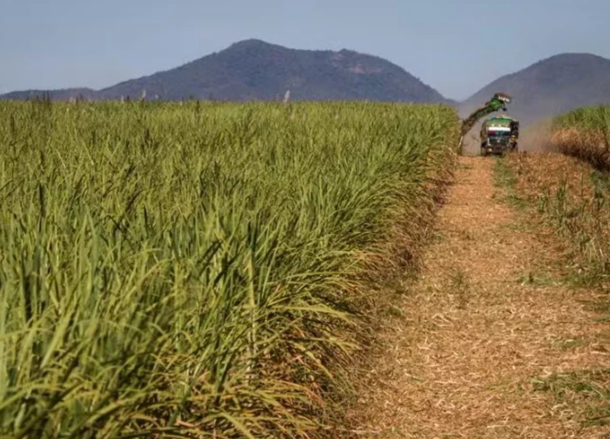 Moagem de cana recua 8,5% no Norte e Nordeste