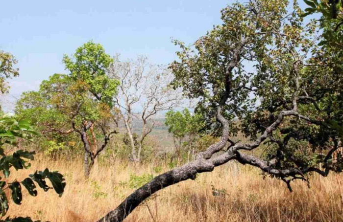 Boletim climático e riscos de incêndios indica situação crítica no Tocantins